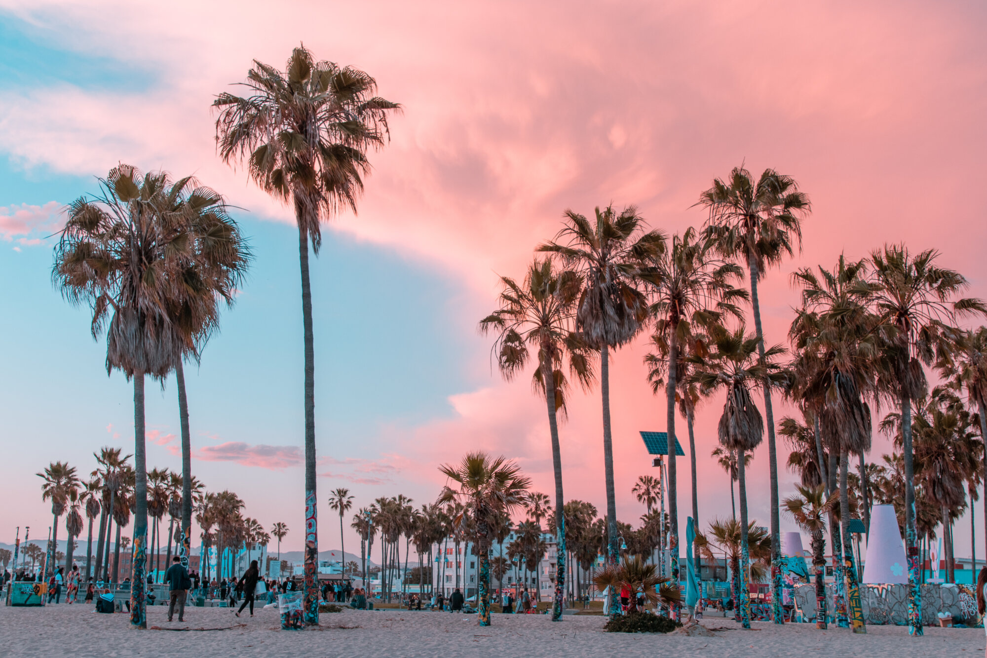 Venice Beach, California sunset with palm trees and buildings in